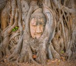 Buddha Head Entwined Within the Roots of a Banyan Tree