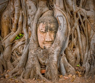 Buddha Head Entwined Within the Roots of a Banyan Tree