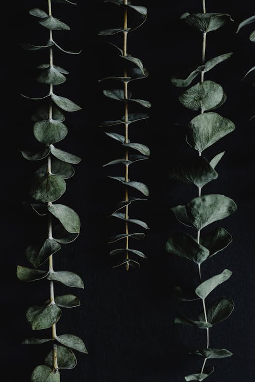 A Close-Up Shot of Eucalyptus Leaves