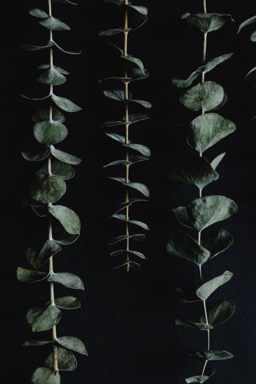 Free A close-up of eucalyptus branches against a dark backdrop, capturing natural elegance. Stock Photo