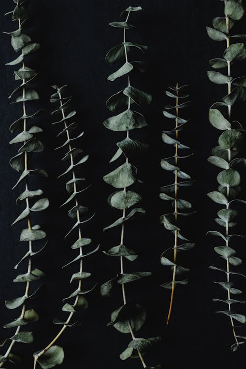Dry Eucalyptus Leaves