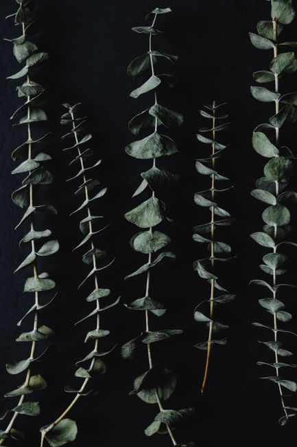 Artistic still life of eucalyptus sprigs against a dark background.