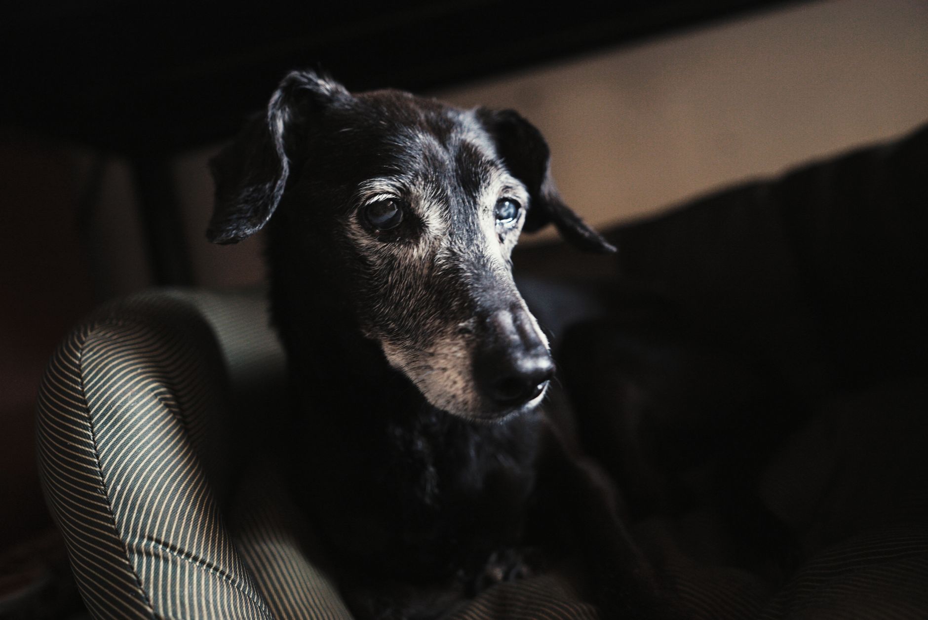 elderly dog resting comfortably indoors