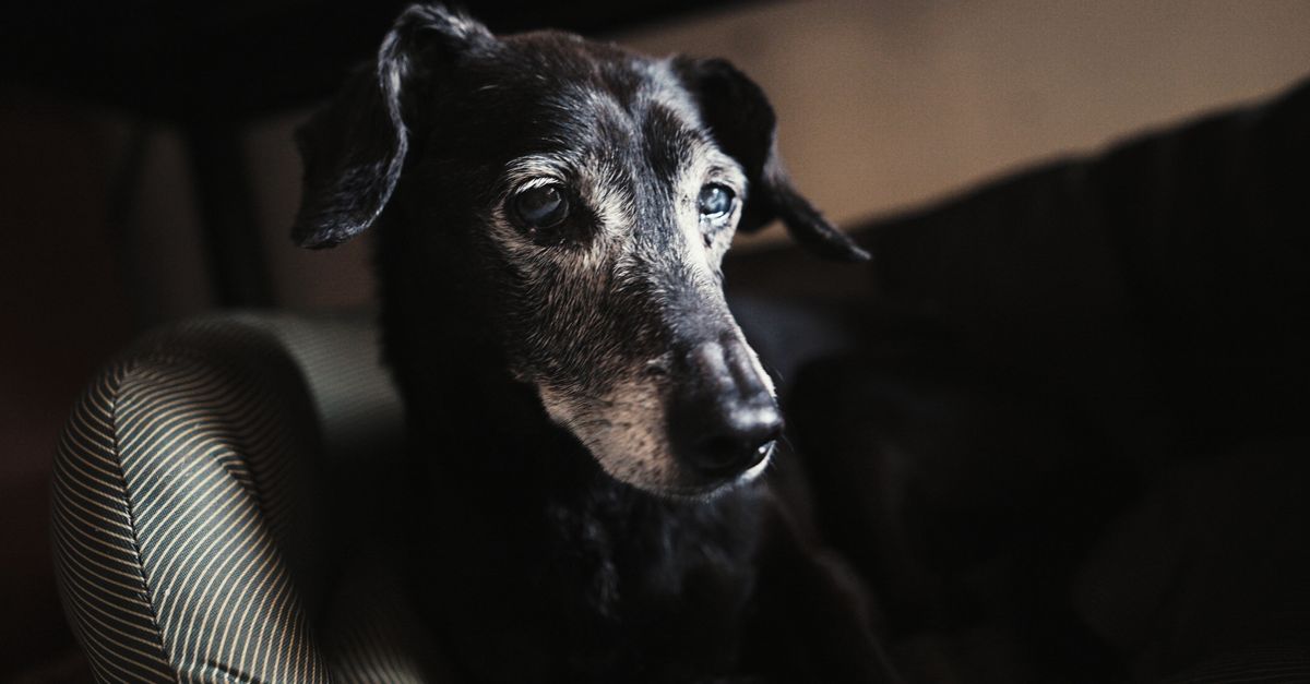 What to Feed an Aging Dog: A Senior Nutrition Guide