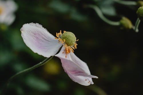 Foto d'estoc gratuïta de anemone, delicat, estams