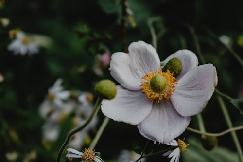 A Close-Up Shot of a Japanese Anemone Flower