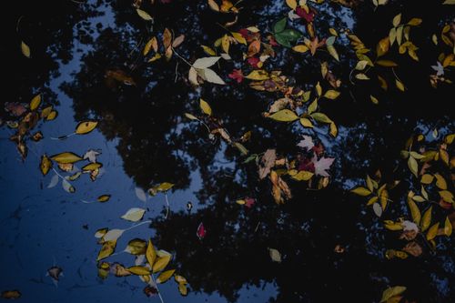 Free Autumn leaves in vibrant colors float on a pond reflecting trees in Montreal. Stock Photo