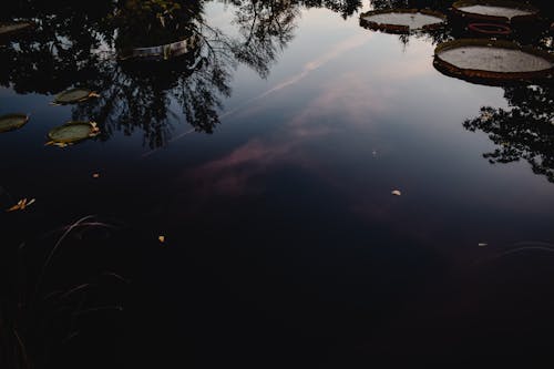 Alberi Verdi Vicino Al Corpo D'acqua Durante La Notte