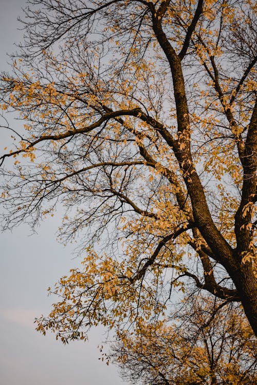 Yellow Leaf Tree Under Blue Sky