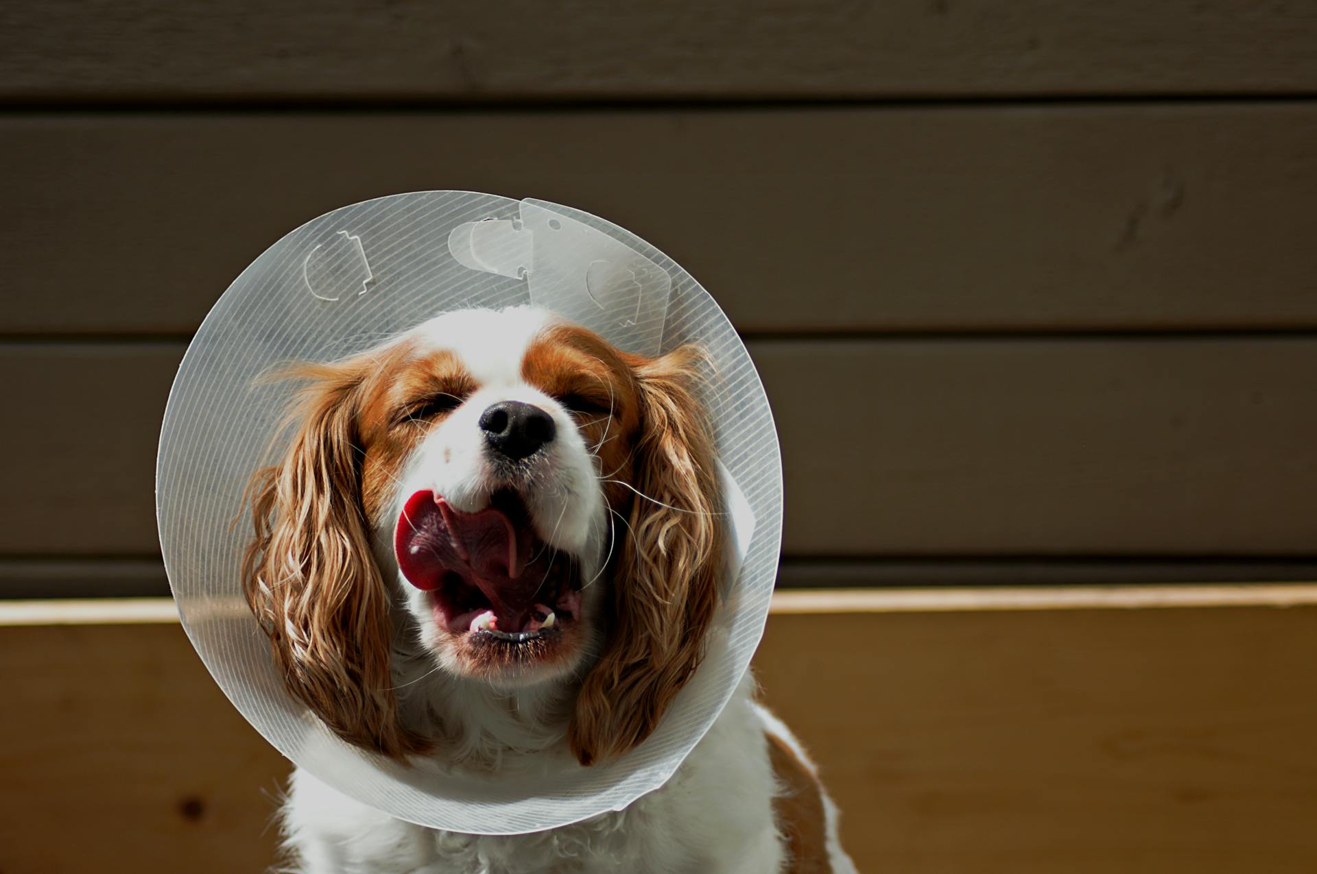 Un chien qui porte un cône de protection