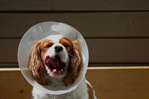Hond castreren kosten 2026: tarieven van 10 klinieken vergeleken