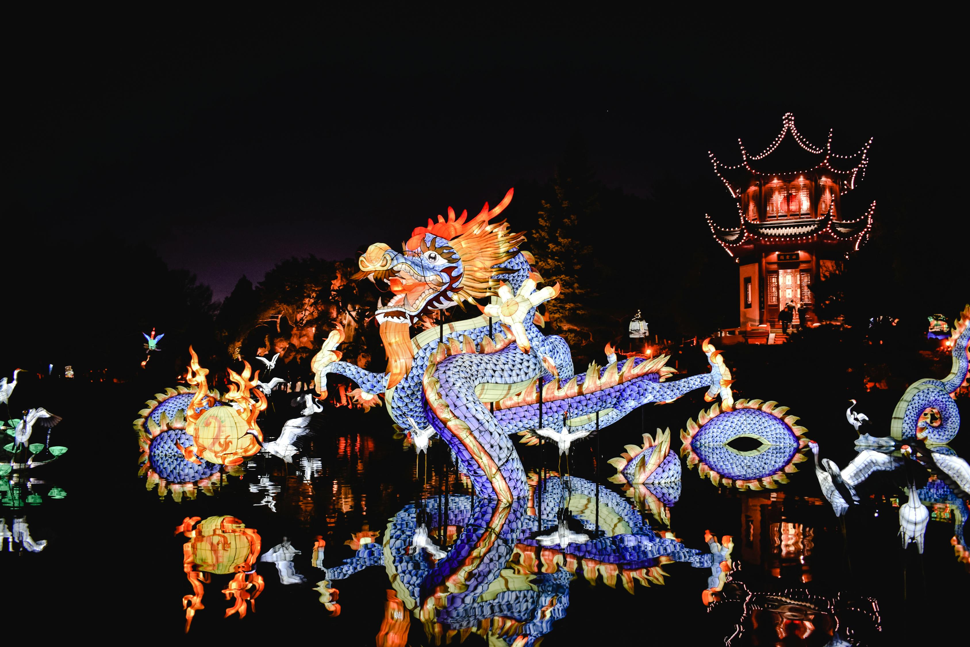 Dragon Festival During Nighttime · Free Stock Photo