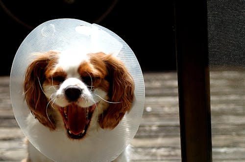 Free stock photo of cavalier king charles spaniel, cone of shame, dog