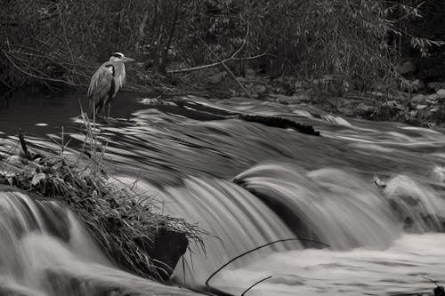 動物, 水, 河 的 免費圖庫相片