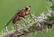 一只毛茸茸的苍蝇栖息在多刺的植物茎上，这是自然界捕捉到的特写镜头