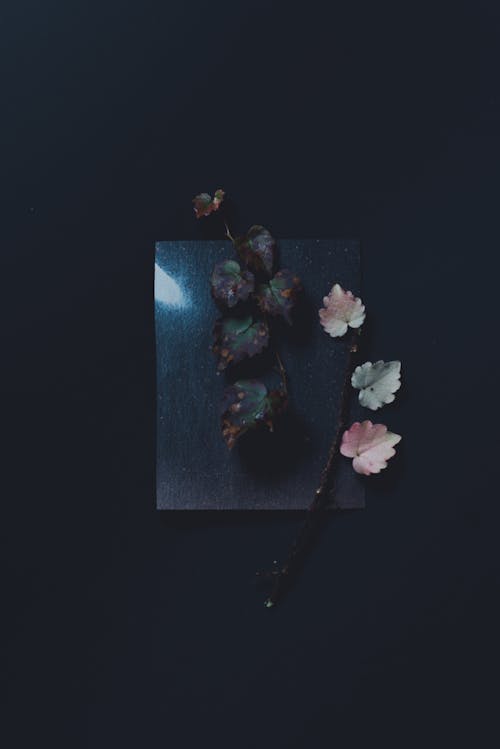 Stems with Leaves on a Glass