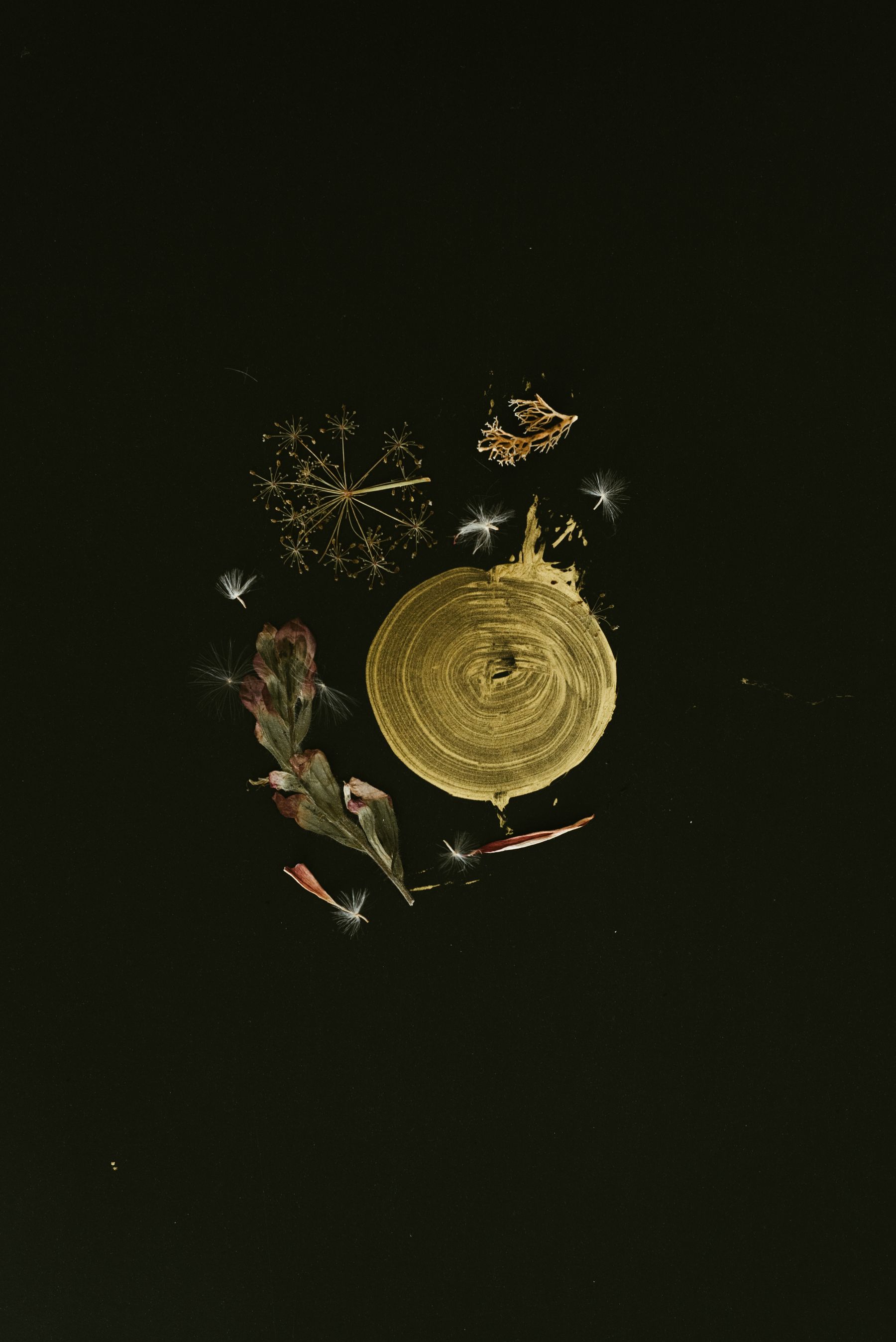 Composición floral artística con formas doradas sobre fondo oscuro