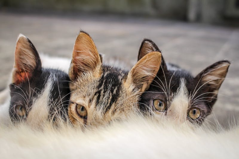 Proces de control calitate textile