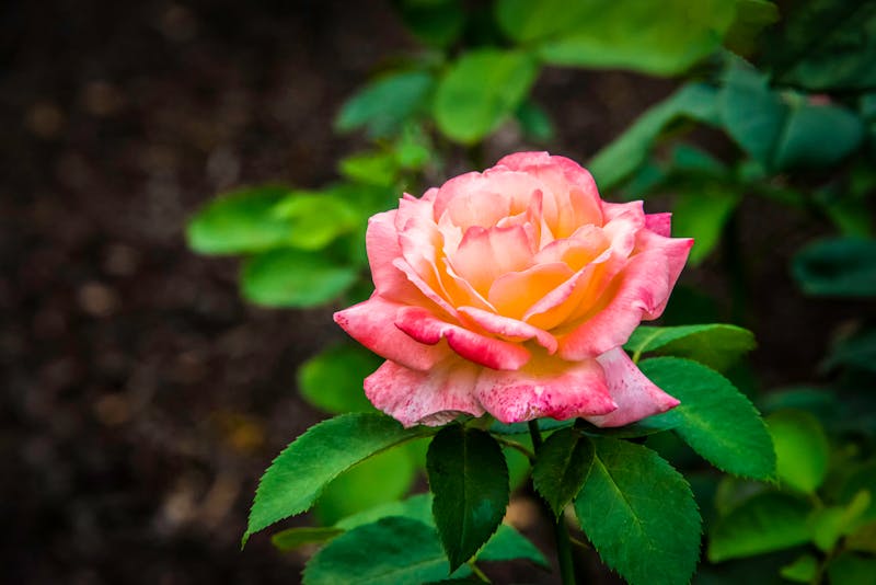 Japanese artisan workspace with traditional tools and materials