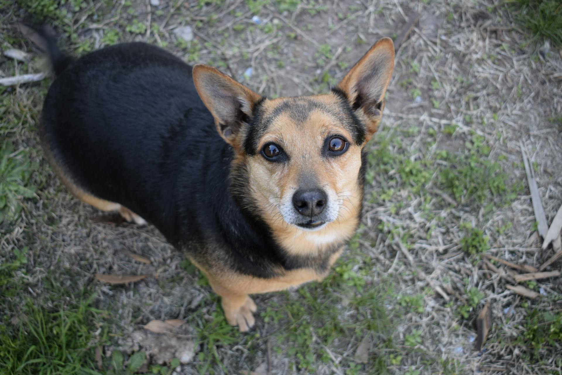 A Medium Sized Corgi Dog