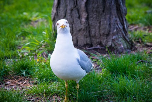 Kostnadsfri bild av djur, fågel, fågelfotografering