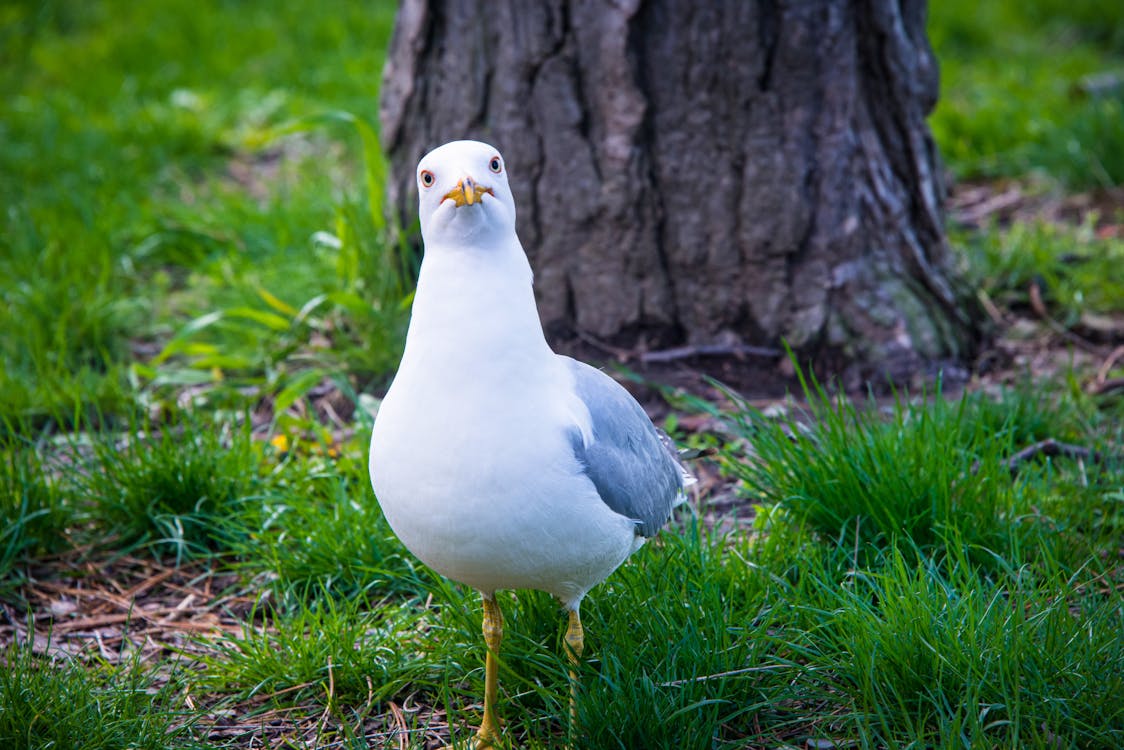 Gratis stockfoto met aarde, beest, dieren in het wild