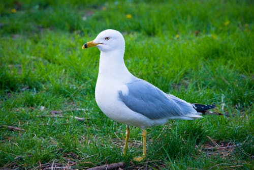 White and Gray Bird on Green Grass