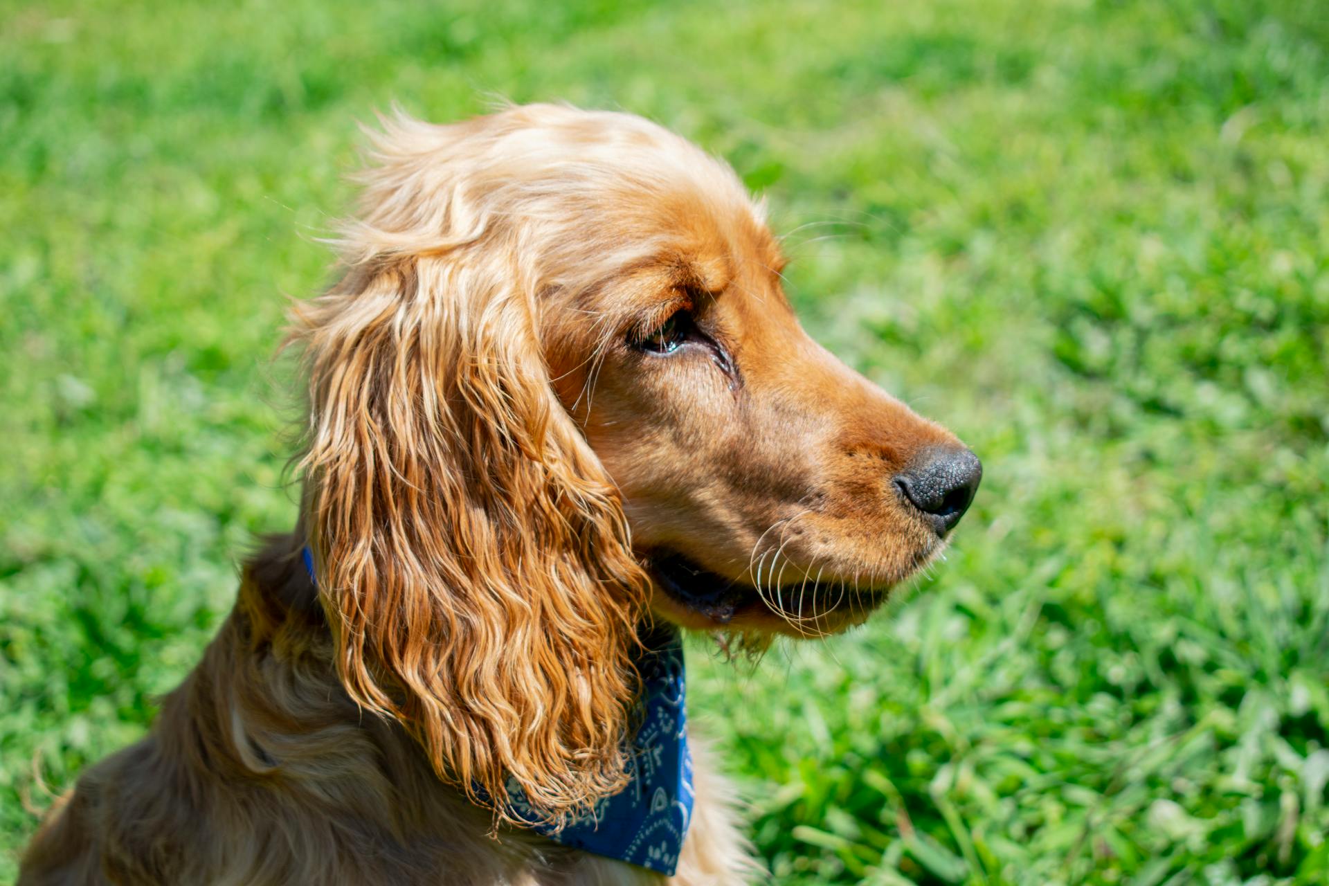 A Cocker Spaniel in Close-up Shot