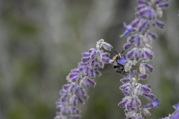 Pine and cedar winter decorations
