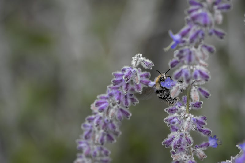 Traditional Japanese New Year decorations with pine and red accents