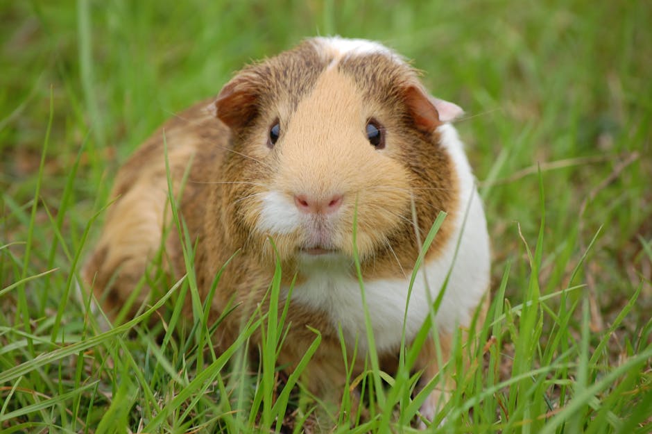 White and Brown Guinea Pig on Ground