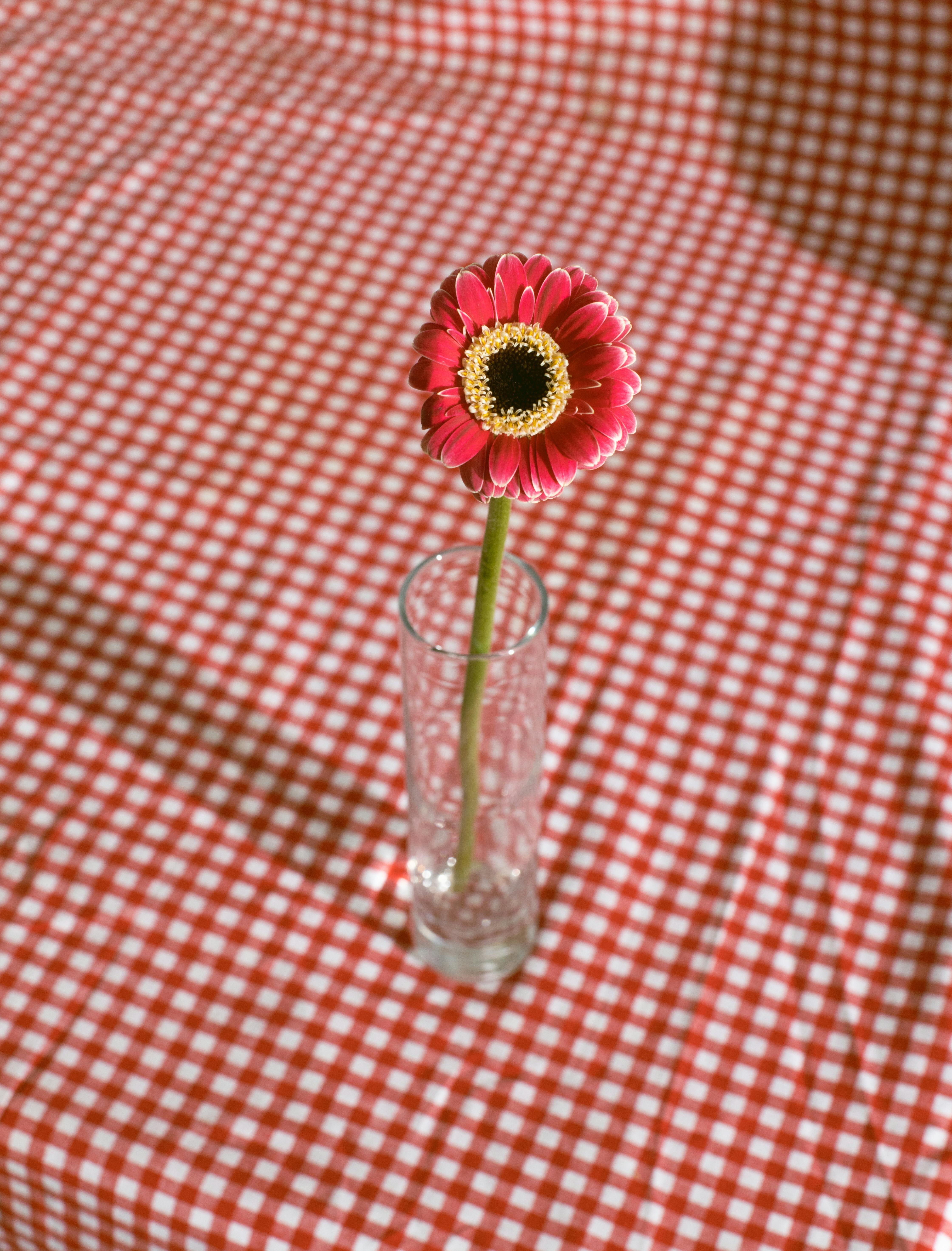 From above of blooming flower with red petals in glass vase placed on surface with red checkered tablecloth under bright sunlight