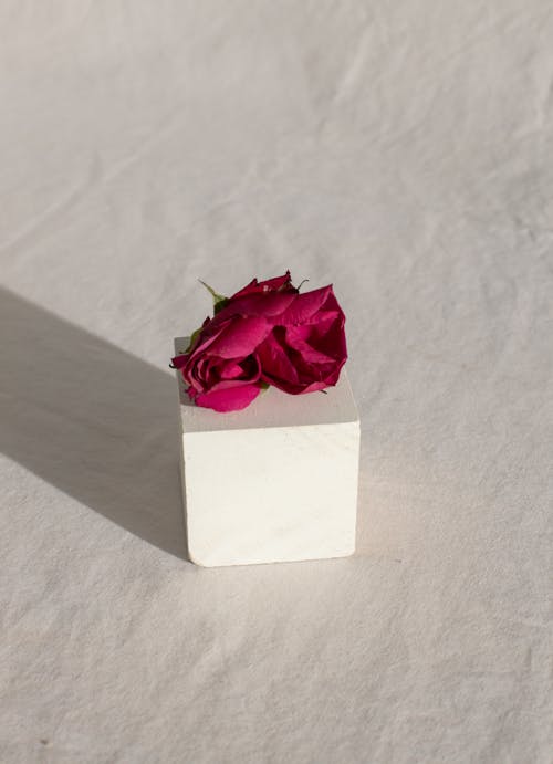 Pink flower bud placed on white cube