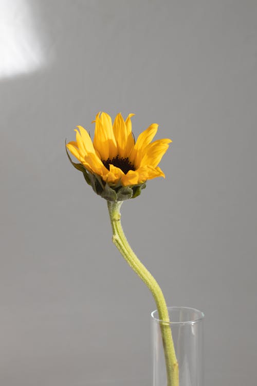 Fresh delicate yellow flower with green stem in glass vase on white background