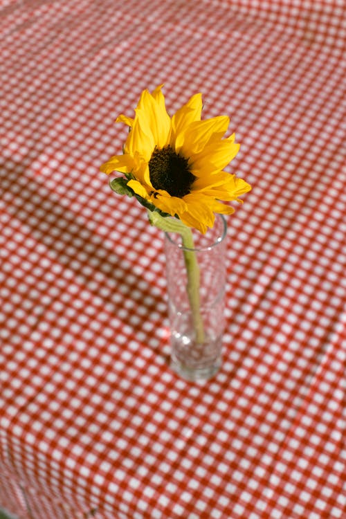 Bright yellow flower placed in glass with clean water