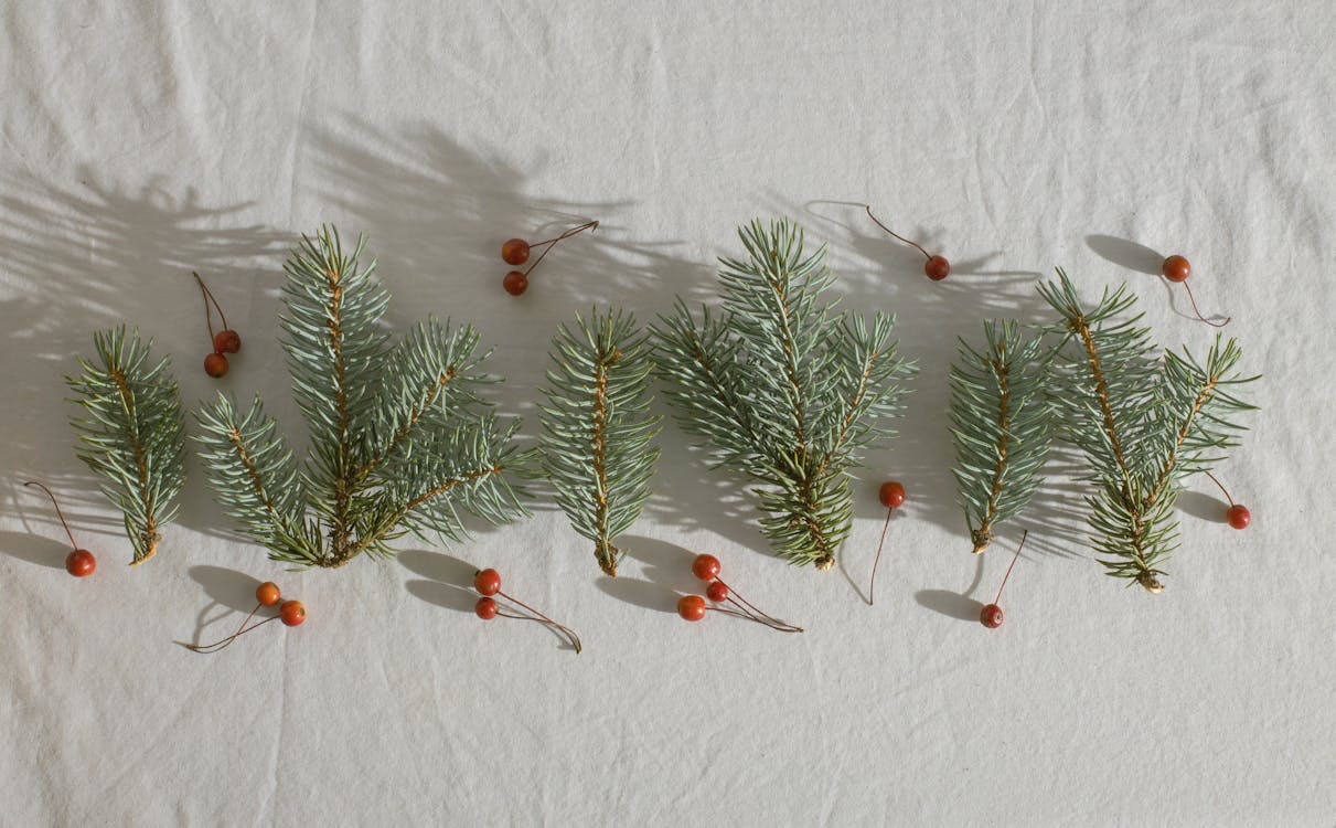 Coniferous branches with holly berries placed in row