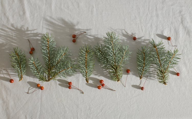 Coniferous Branches With Holly Berries Placed In Row