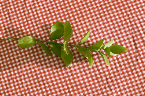 Branch with bright green leaves placed on checkered tablecloth