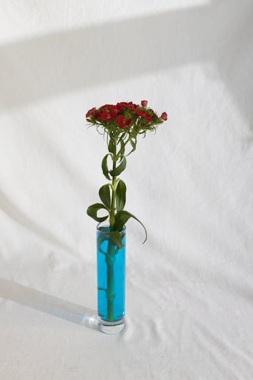 Glassware with gentle fresh flowers and blue liquid