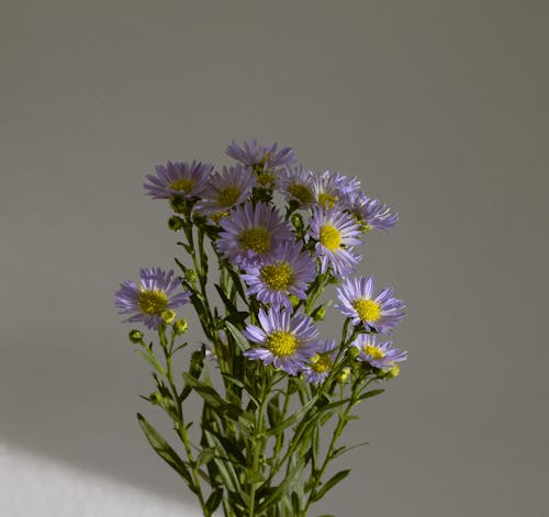 Fresh gentle chamomile flowers with green stems and leaves