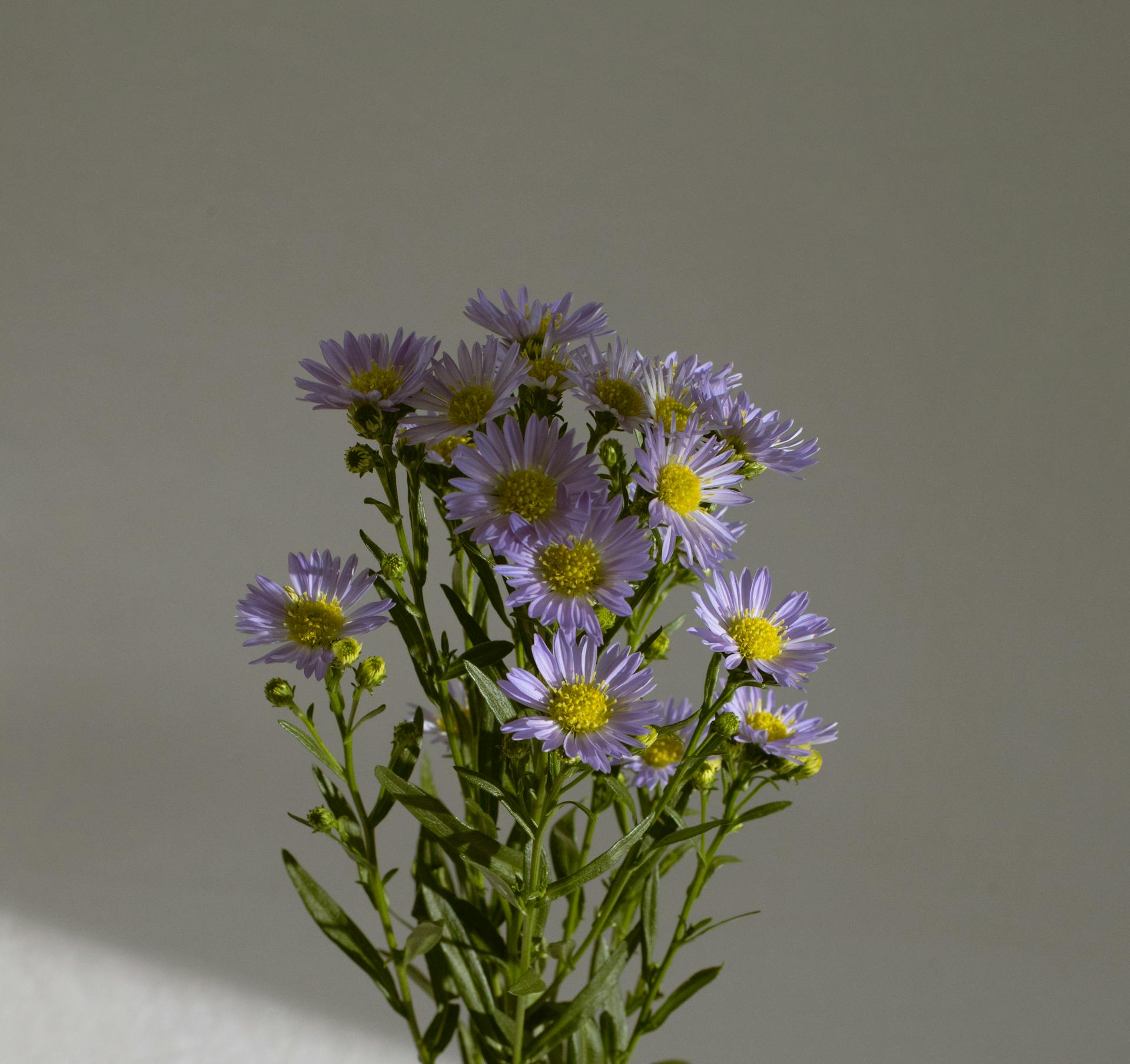 Fresh gentle chamomile flowers with green stems and leaves