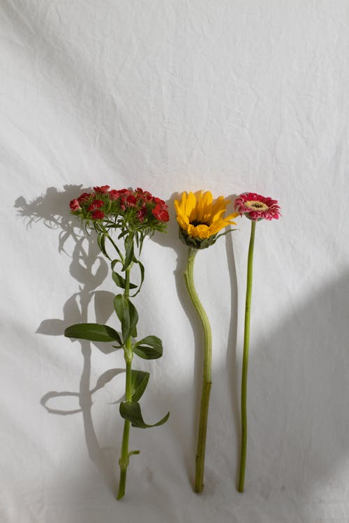 Top view of various fragile delicate aromatic bright flowers placed on white background