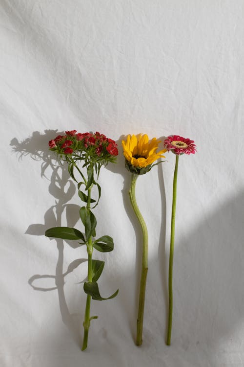 Diferentes Flores Frescas Colocadas En Fila. · Foto de stock gratuita