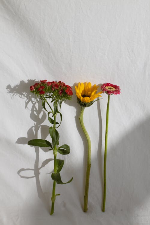 Diferentes Flores Frescas Colocadas En Fila. · Foto de stock gratuita Diferentes Flores Frescas Colocadas En Fila. · Foto de stock gratuita