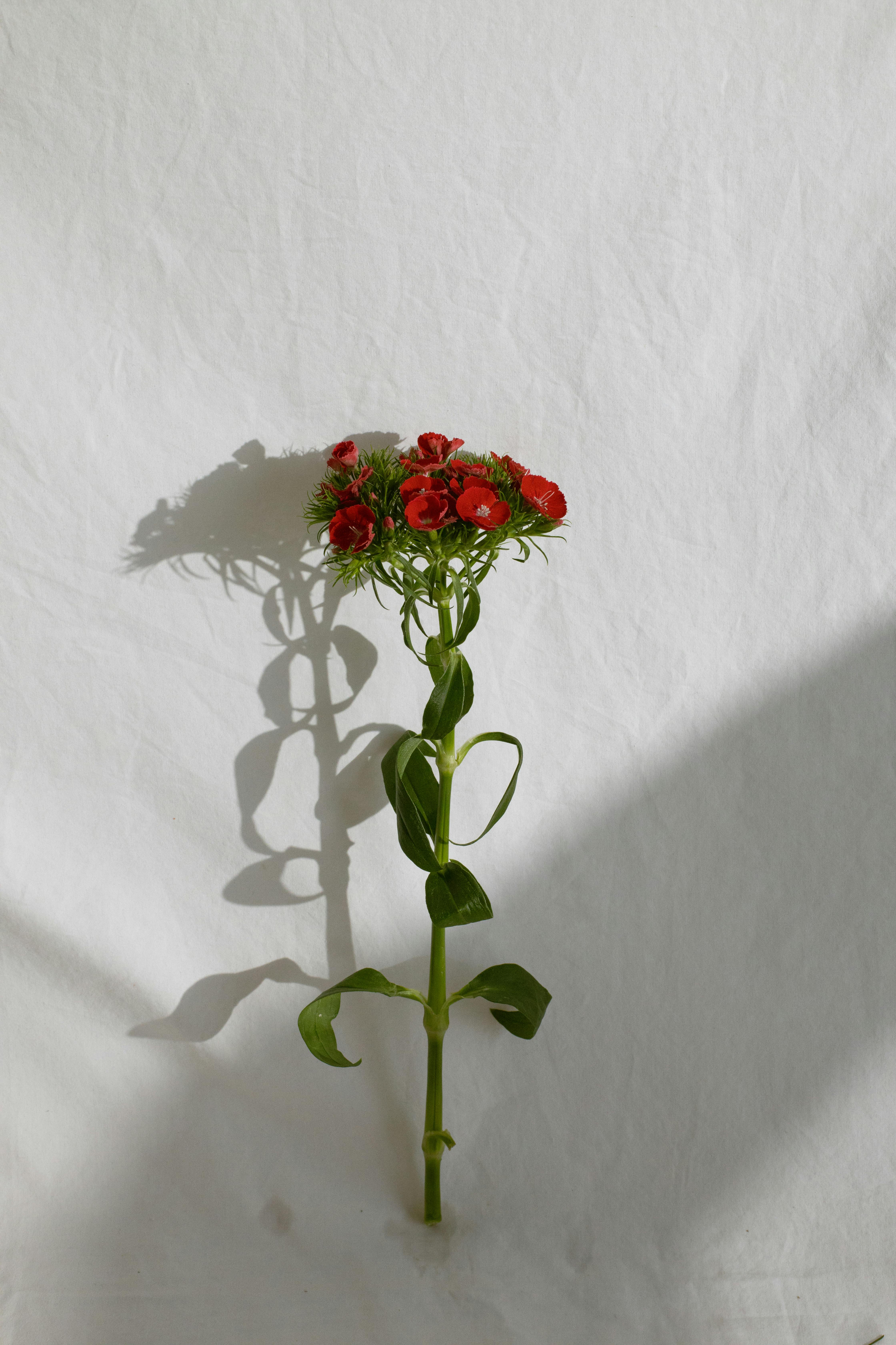 red flowers with green stem and leaves