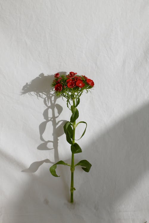 Red flowers with green stem and leaves