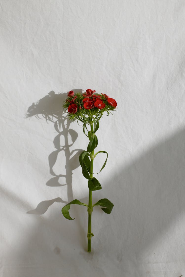 Red Flowers With Green Stem And Leaves