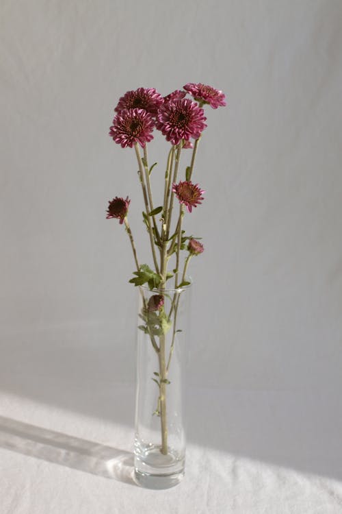 Flores Frescas E Suaves Em Vaso De Vidro à Luz Do Dia
