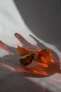 Orange fresh tangerine with green leaf in refraction of glass vase near wall in shadow