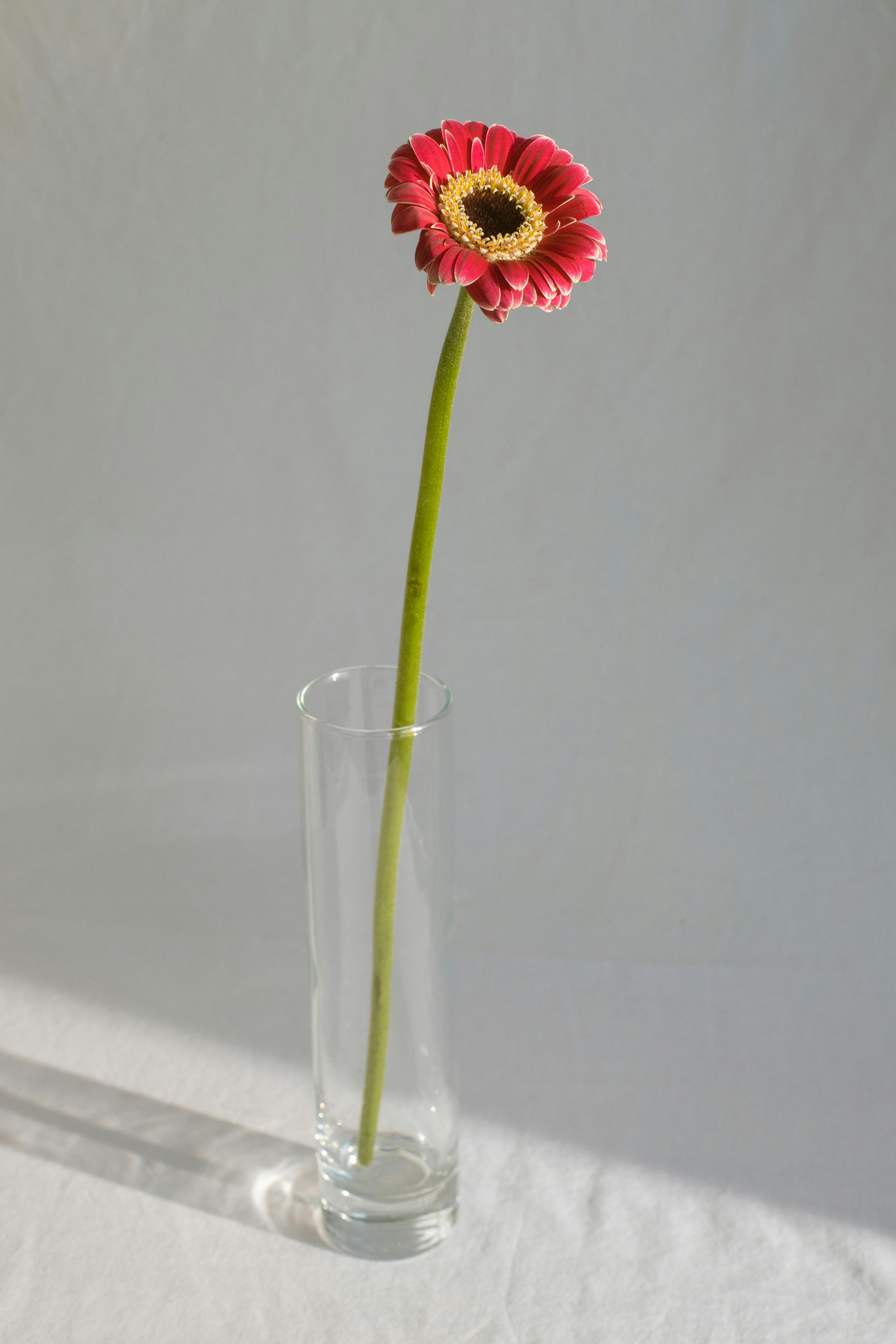 flower of pink gerbera in clean transparent glassware